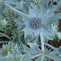 Eryngium maritimum